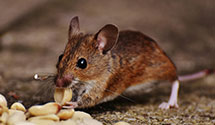 24 Hour & Emergency Exterminators in International Paper Co, TN